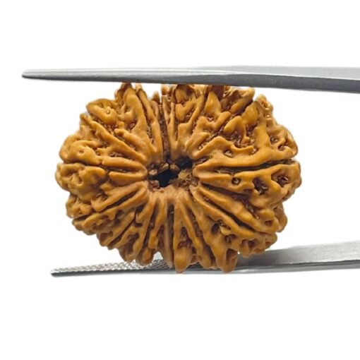 14 Mukhi Rudraksha 29.45 Mm