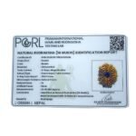 14 Mukhi Rudraksha Nepal - 23.45 Mm