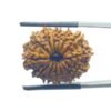 14 Mukhi Rudraksha Nepal - 23.45 Mm