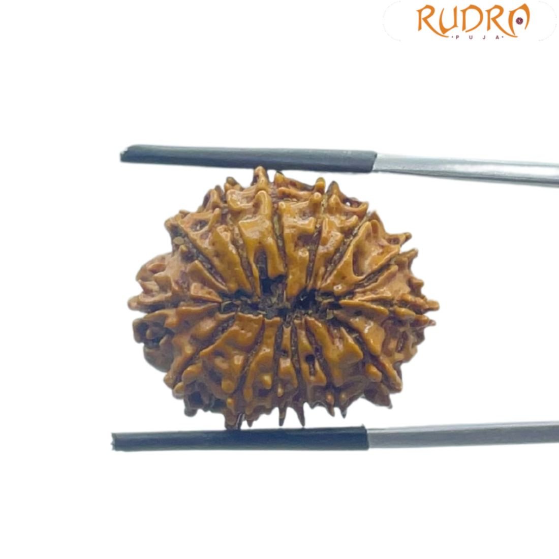 14 Mukhi Rudraksha Nepal - 23.45 Mm - (Rudrapuja) 2 14 Mukhi Rudraksha Nepal - 23.45 Mm