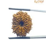 14 Mukhi Rudraksha Nepal - 23.45 Mm - (Rudrapuja) 8 14 Mukhi Rudraksha Nepal - 23.45 Mm