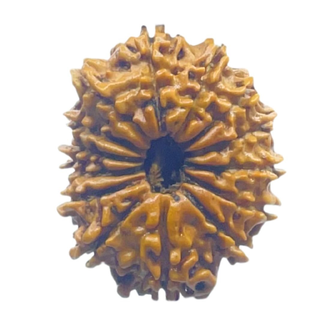 14 Mukhi Rudraksha Nepal - 23.45 Mm - (Rudrapuja) 5 14 Mukhi Rudraksha Nepal - 23.45 Mm