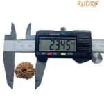 14 Mukhi Rudraksha Nepal - 23.45 Mm - (Rudrapuja) 9 14 Mukhi Rudraksha Nepal - 23.45 Mm