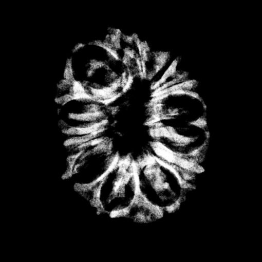 14-Mukhi-Rudraksha-Nepal-25.48-MM.jpg