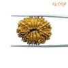 14-Mukhi-Rudraksha-Nepal-25.48-Mm-Bp-C.jpg