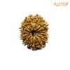 14-Mukhi-Rudraksha-Nepal-25.48-Mm-Fp-C.jpg
