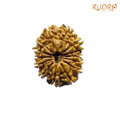 14-Mukhi-Rudraksha-Nepal-25.48-MM-FP-C.jpg