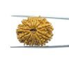 14 Mukhi Rudraksha Nepal - 25.48 Mm 35 14-Mukhi-Rudraksha-Nepal-25.48-Mm-Mp-C.jpg