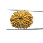 14-Mukhi-Rudraksha-Nepal-25.48-MM-MP-C.jpg