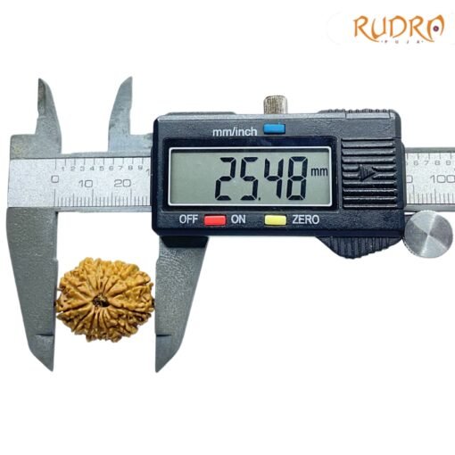 14-Mukhi-Rudraksha-Nepal-25.48-MM-OP-C.jpg