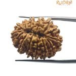 14 Mukhi Rudraksha Nepal - 27.28 MM