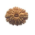14 Mukhi Rudraksha Nepal - 27.28 Mm