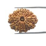 14 Mukhi Rudraksha Nepal - 28.40 MM