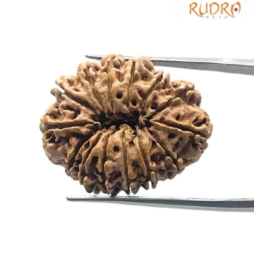 14 Mukhi Rudraksha Nepal - 28.40 MM