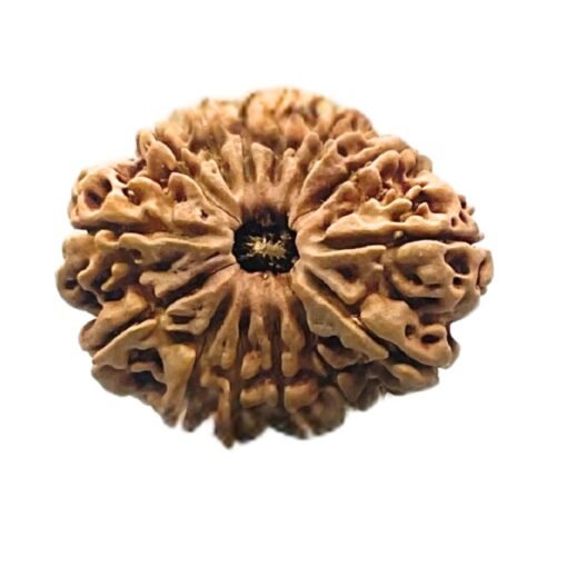 14 Mukhi Rudraksha Nepal - 28.40 MM