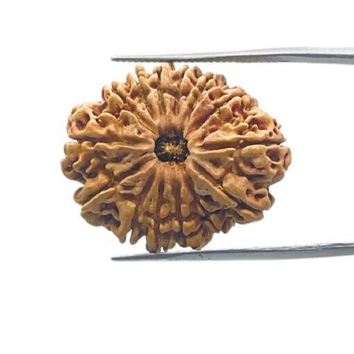 14 Mukhi Rudraksha Nepal - 28.40 Mm