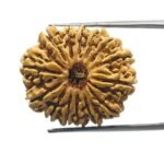 14 Mukhi Rudraksha Nepal - 27.35 MM