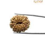 14 Mukhi Rudraksha Nepal - 27.35 MM