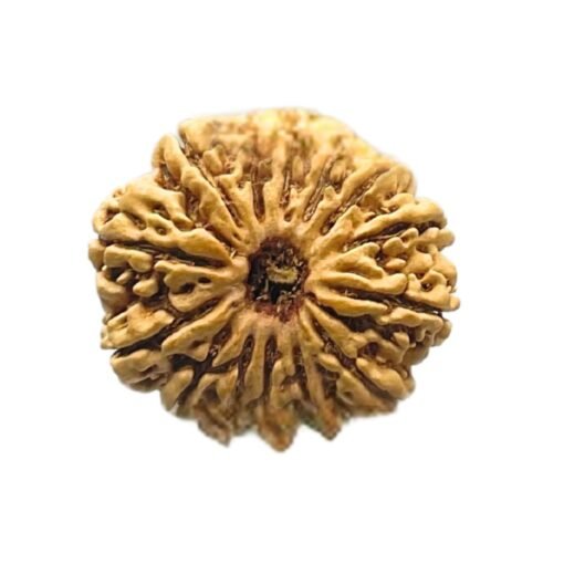 14 Mukhi Rudraksha Nepal - 27.35 MM