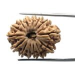 14 Mukhi Rudraksha Nepal - 27.43 MM