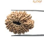 14 Mukhi Rudraksha Nepal - 27.43 MM