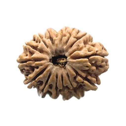 14 Mukhi Rudraksha Nepal - 27.43 MM