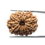 14 Mukhi Rudraksha Nepal - 27.48 MM