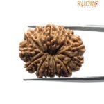 14 Mukhi Rudraksha Nepal - 27.48 MM