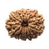 14 Mukhi Rudraksha Nepal - 27.48 Mm