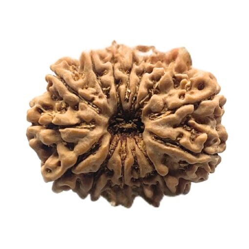 14 Mukhi Rudraksha Nepal - 27.48 MM