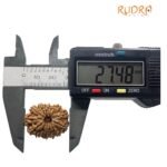 14 Mukhi Rudraksha Nepal - 27.48 Mm