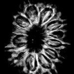 14 Mukhi Rudraksha 27.48 Mm