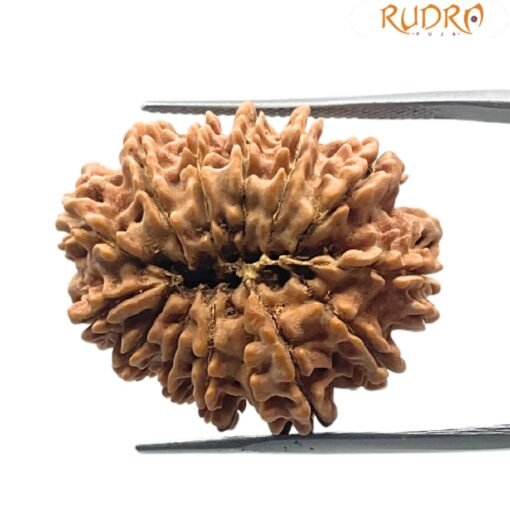 14 mukhi rudraksha 27.80 mm