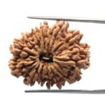 14 mukhi rudraksha 27.80 mm