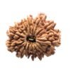 14 Mukhi Rudraksha Nepal - 27.80 Mm