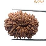 14 mukhi rudraksha 28.17 mm