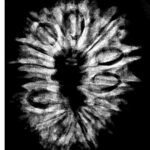 14 Mukhi Rudraksha 29.45 Mm