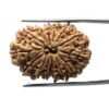 14 Mukhi Rudraksha 29.90 Mm 3