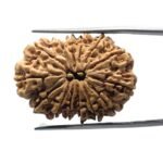 14 mukhi rudraksha 29.90 mm 3