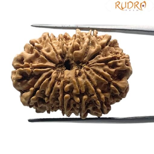 14 mukhi rudraksha 29.90 mm 3