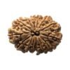 14 Mukhi Rudraksha 29.90 Mm 3