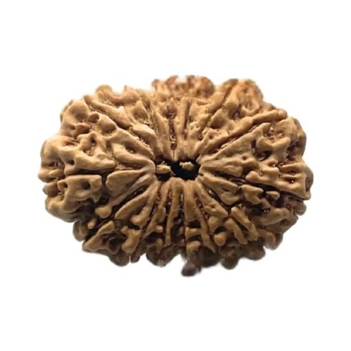 14 mukhi rudraksha 29.90 mm 3