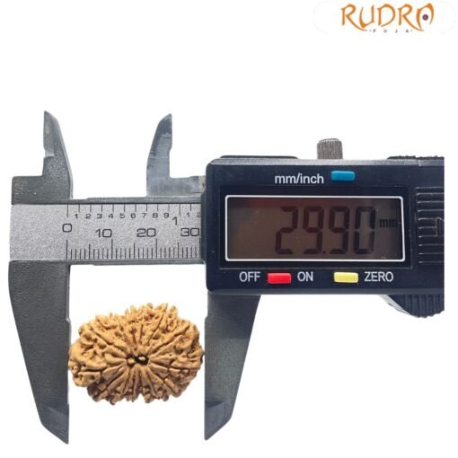 14 mukhi rudraksha 29.90 mm 3