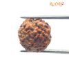 4 Mukhi Rudraksha Indonesian (16.25 Mm)