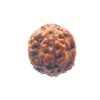 4 Mukhi Rudraksha Indonesian (16.25 Mm)