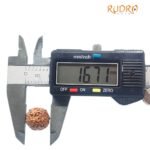 4 Mukhi Rudraksha Indonesian (16.71 Mm)