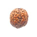 4 Mukhi Rudraksha Indonesian (16.71 Mm)