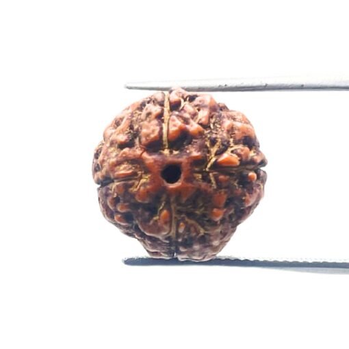 4 Mukhi Rudraksha Indonesian (16.82 Mm)