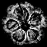 5 Mukhi Rudraksha 23 Mm X-Ray