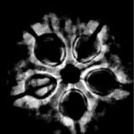 5 Mukhi Rudraksha 23.48 Mm X-Ray
